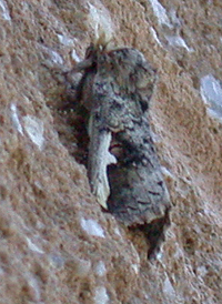 White-headed Prominent